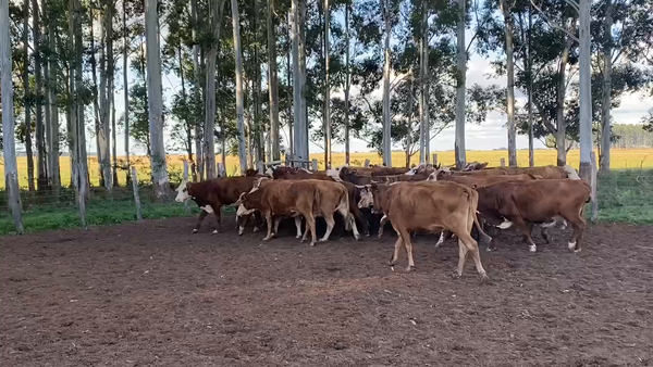 Lote 36 Vacas de invernar en Esquina, Corrientes