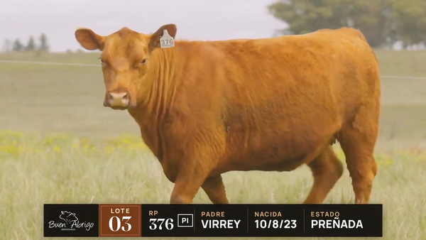 Lote LOTE 03 · VACA PI PREÑADA · RP 371, 376