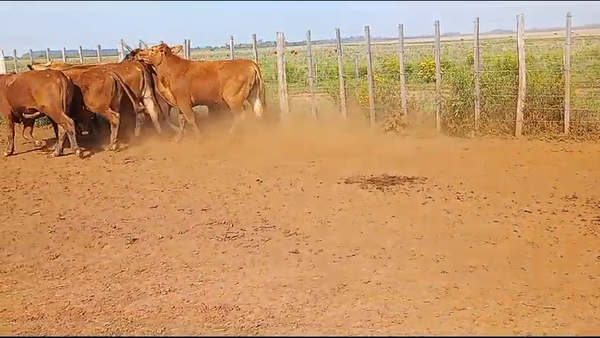 Lote 28 Novillos en Virasoro, Corrientes