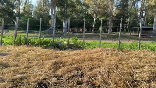 Lote TERNEROS Y TERNERAS