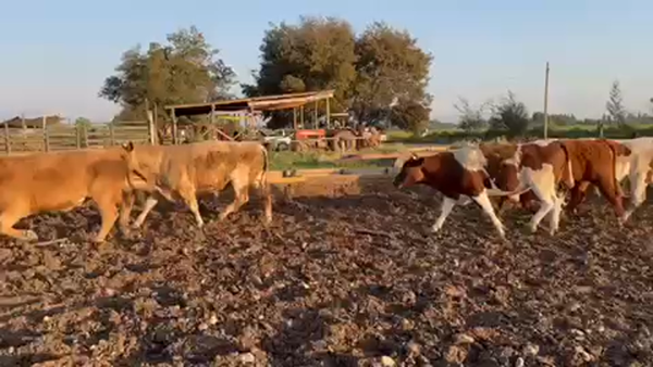 Lote 45 Novillo Gordo en Linares, VII  Región Maule