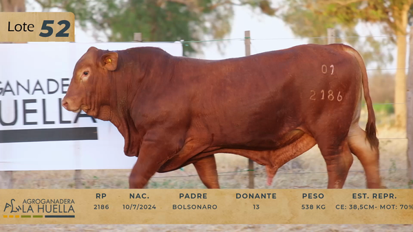 Lote LOTE 52