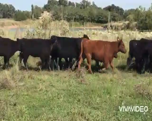 Lote 54 Terneras en Brandsen, Buenos Aires