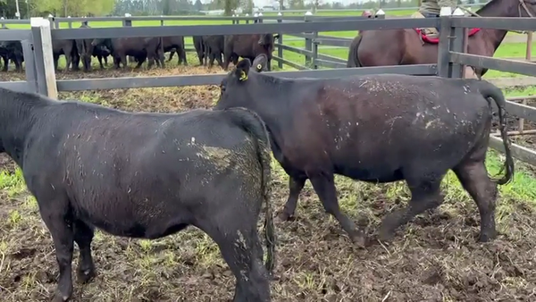 Lote 2 Vaquilla Encaste