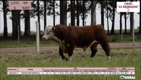 Lote Toros POLLED HEREFORD PI RP 9287 9348 9364