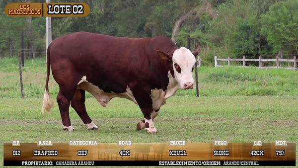 Lote LOTE 2