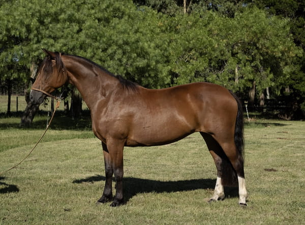 Lote PORAL ANTÁRTICA 780