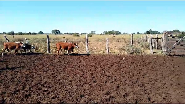 Lote 75 Terneros/as