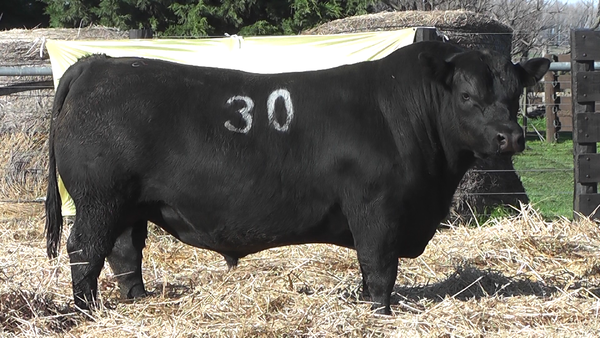 Lote TOROS ANGUS PURO CONTROLADO