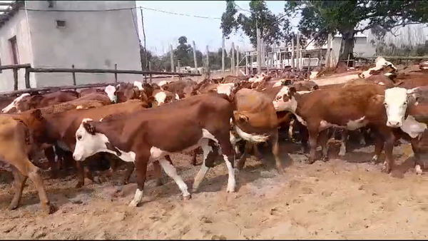 Lote 130 Terneras en Esquina, Corrientes