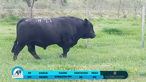 Lote Toros Angus 612kg - , Rocha