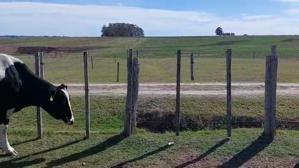 Lote 3 Vaquillonas proximas holando