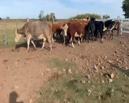 Lote VACAS INVERNADA