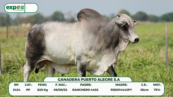 Lote Machos, Concepción
