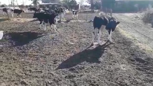Lote 12 Novillitos Holando Argentino en Altos de Chipion, Córdoba