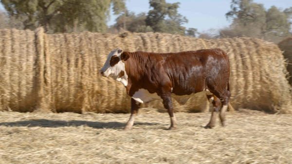 Lote HEMBRAS Remate Nucleo Genbra