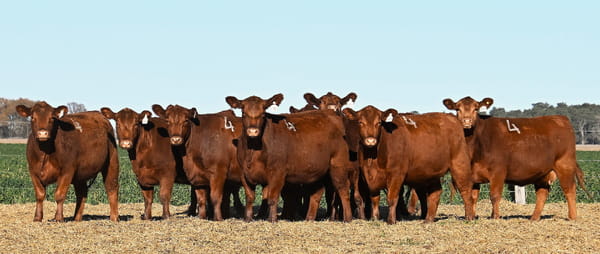 Lote VAQUILLONA ANGUS PC PRIMAVERA