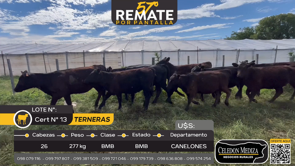 Lote 26 Terneras en Otra Localidad, Canelones