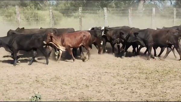 Lote 130 Terneros/as en Quimilí, Santiago del Estero