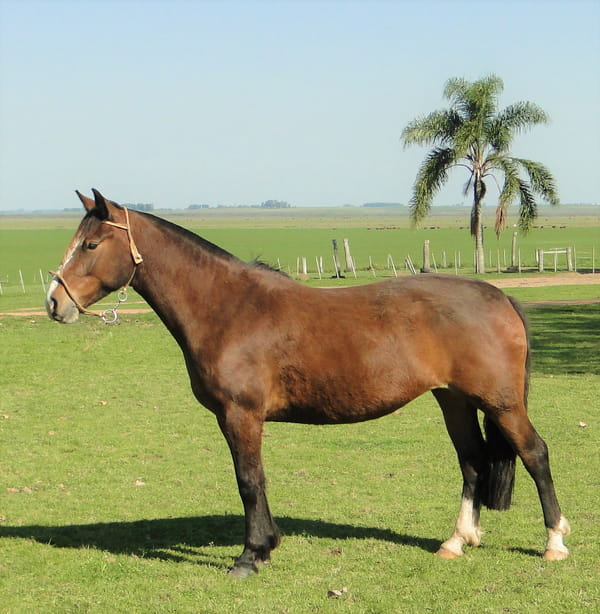 Lote Criollos da Fronteira Cañada Kabocla  RP: 370