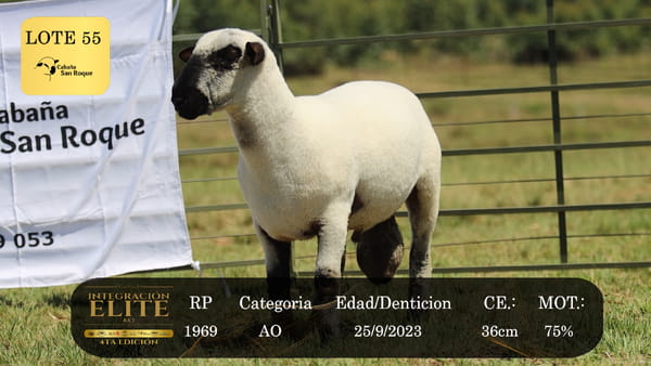Lote LOTE 55