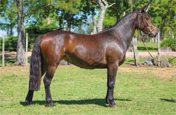 Lote El Gavilán Olivia (RP 474) Cabaña "El Gavilán"