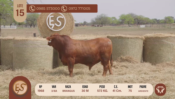Lote TOROS BRANGUS 30 MESES