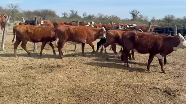 Lote 40 Vaquillonas preñadas a término Braford y sus cruzas en San Cristóbal, Santa Fe