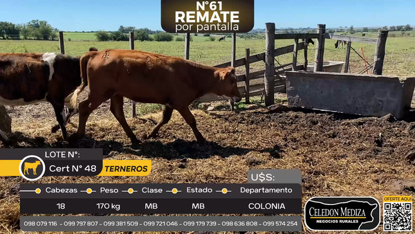 Lote 18 Terneros en Piedra Chata, a 15 km de Cardona,Colonia