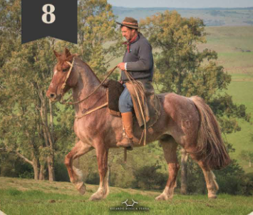 Lote Criollos da Fronteira El Gavilán Hueso Duro  RP: 308