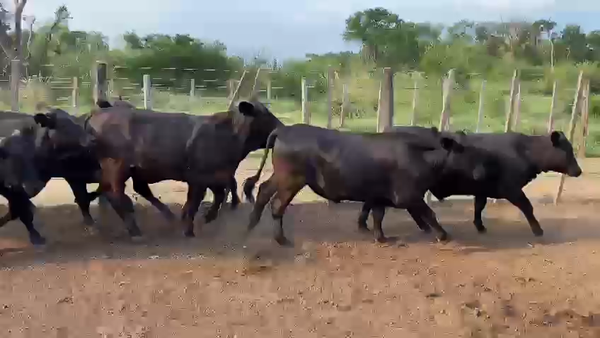 Lote 150 Novillos en Palo Santo, Formosa