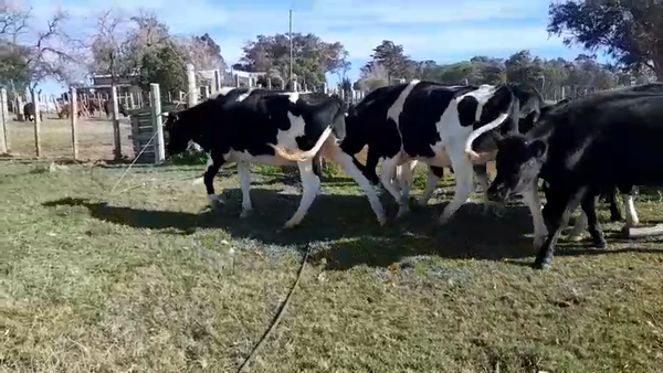 Lote 7 Novillos Holando en San Gregorio