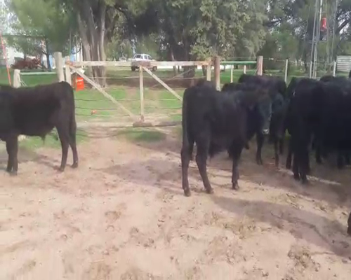 Lote 49 Terneros de 200/210 kgs en San Martin