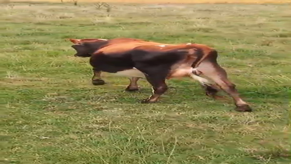 Lote Vaca 400kg - , San José