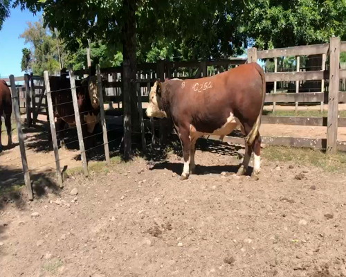 Lote 2 Toros en Cerro Largo, Cerro Largo