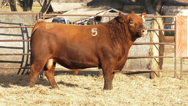 Lote TOROS ANGUS COLORADOS  PC