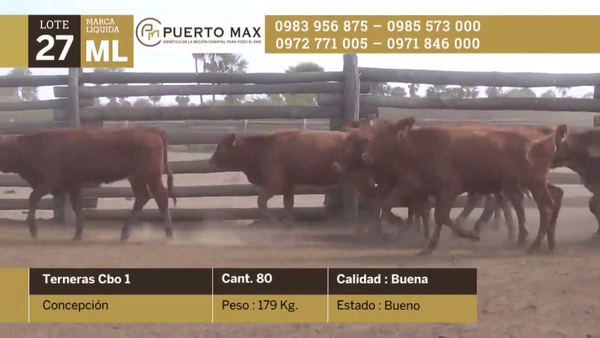 Lote Terneras más de 170 kg