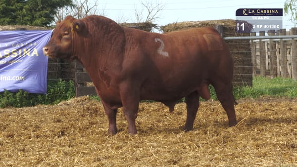 2 -  40138C — TOROS ANGUS PURO CONTROLADO