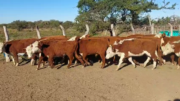 Lote 75 Terneros La Paz - Entre Rios