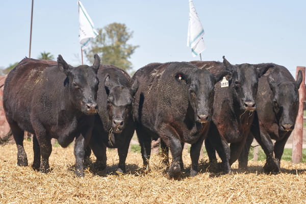 Lote "TRES MOLINOS" VAQUILLAS P.C PREÑADAS