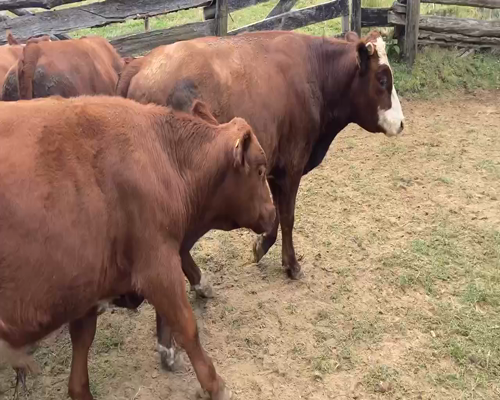 Lote 46 Novillo Engorda en Aysén, XI Región Aysén