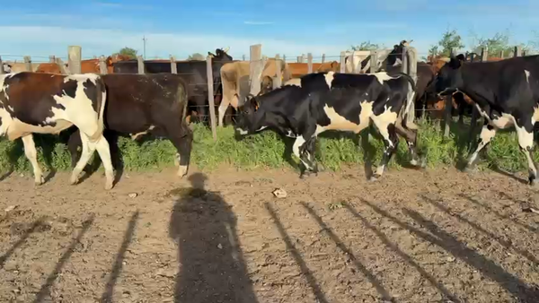 Lote NOVILLOS 1 a 2 AÑOS