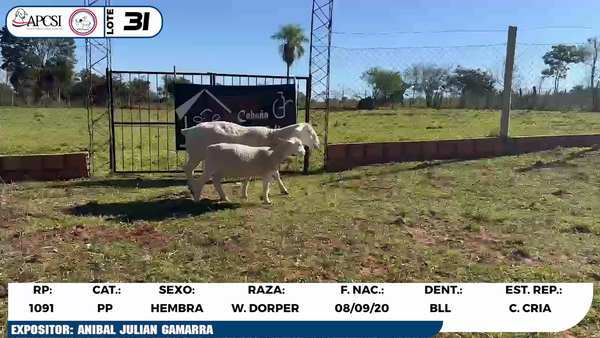 Lote LOTE 31
