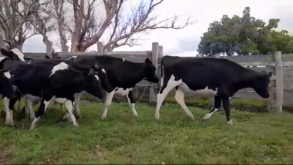 Lote 17 Terneras Holando HOLANDO 250kg -  en PANTANOSO