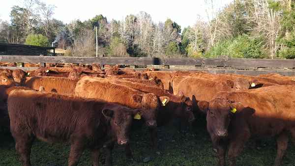 Lote 80 Ternera en Cunco, IX Región Araucanía