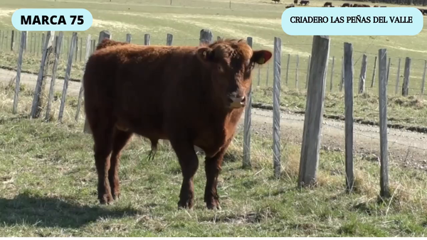 Lote 1 Toro en Coyhaique, XI Región Aysén