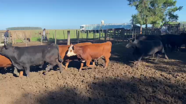 Lote 64 Terneros/as en Gral. Las Heras, Buenos Aires