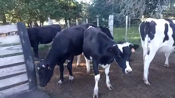 Lote 5 Vaquillonas 1 a 2 años holando 340kg -  en colonia italia