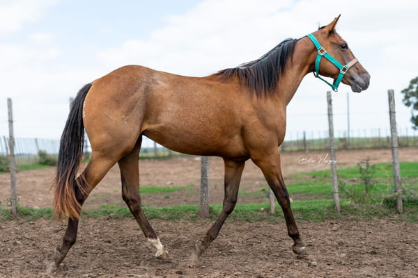 Lote WIMPY'S TOM COLLINS