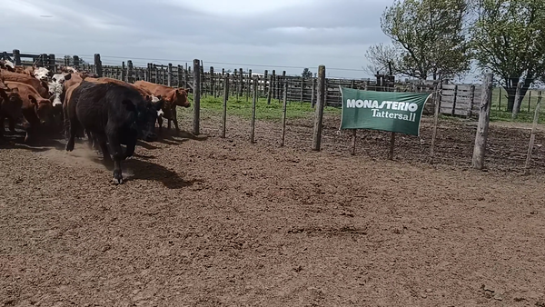 Lote 30 Novillitos en Buenos Aires, 30 de Agosto